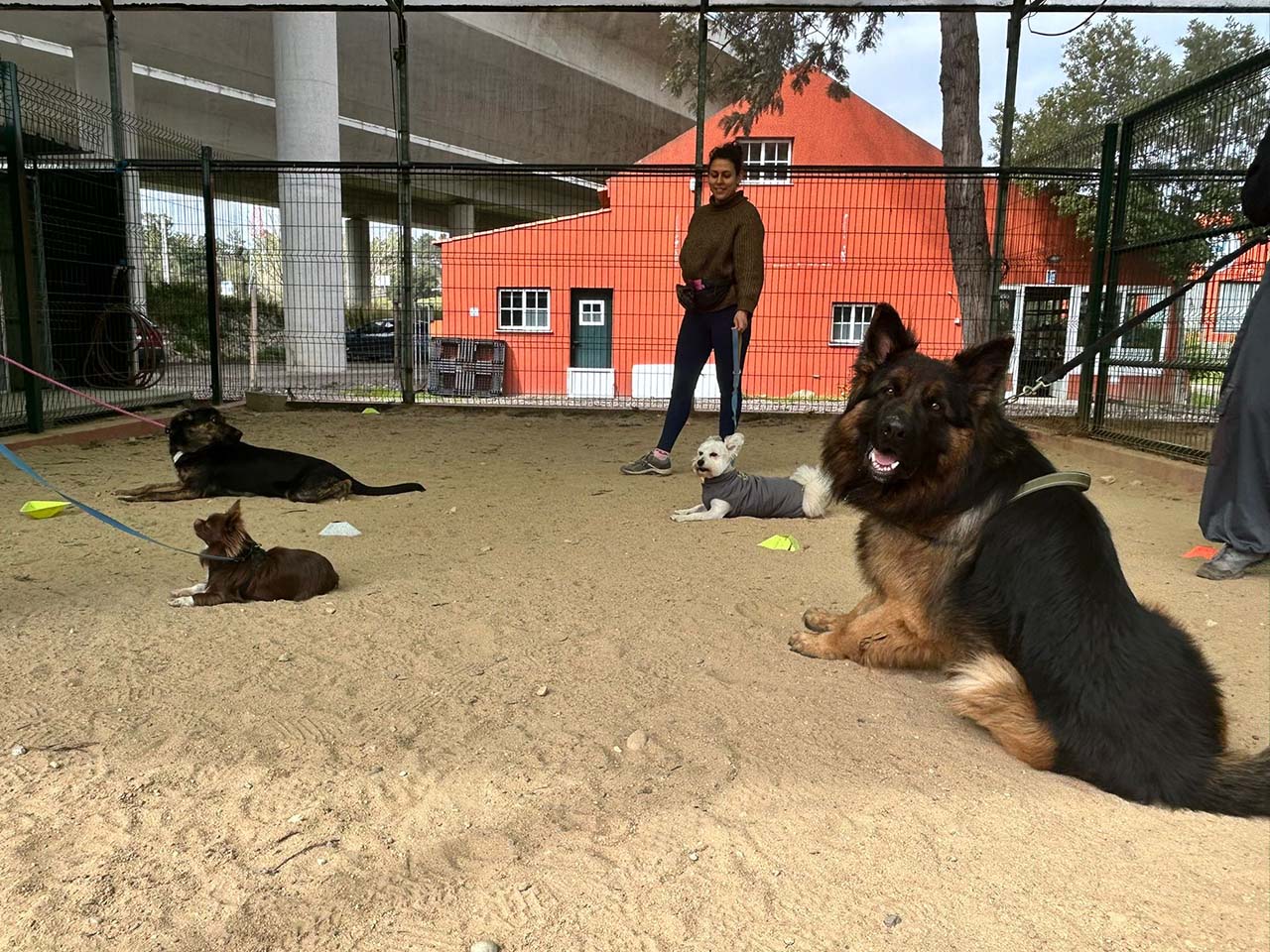 Aula de treino canino em grupo, cães em exercício de obediência na Quinta d'Alcateia