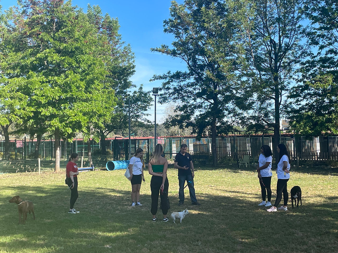 Treino Canino